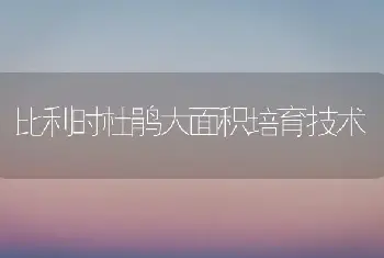 比利时杜鹃大面积培育技术