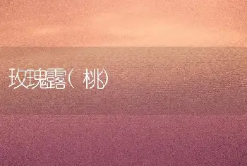 玫瑰露(桃)