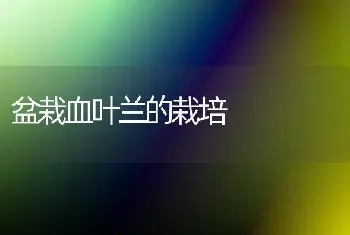 盆栽血叶兰的栽培