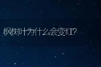 康乃馨新品系“云红一号”