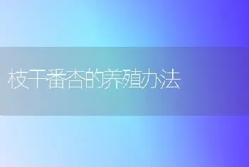 枝干番杏的养殖办法