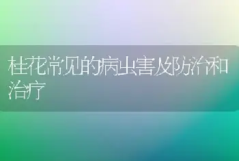 桂花常见的病虫害及防治和治疗