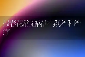 报春花常见病害与防治和治疗