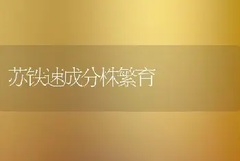 苏铁速成分株繁育