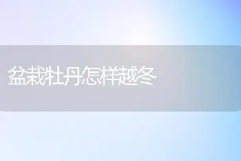 盆栽牡丹怎样越冬