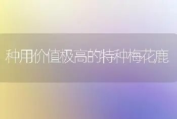 种用价值极高的特种梅花鹿