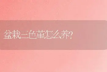 盆栽三色堇怎么养？