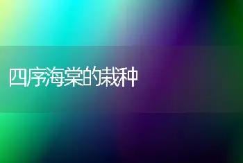 四序海棠的栽种