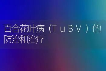 百合花叶病（TuBV）的防治和治疗