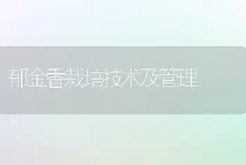 郁金香栽培技术及管理