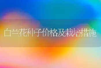 白兰花种子价格及栽培措施