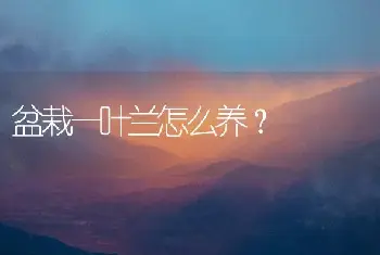 盆栽一叶兰怎么养？