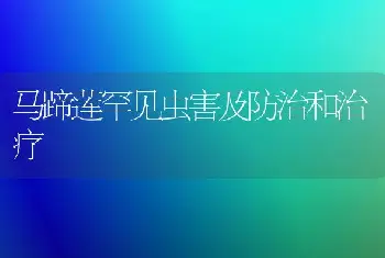 马蹄莲罕见虫害及防治和治疗