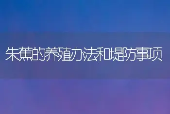 朱蕉的养殖办法和堤防事项