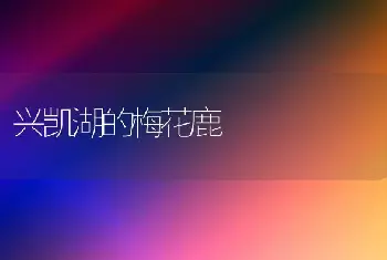 兴凯湖的梅花鹿