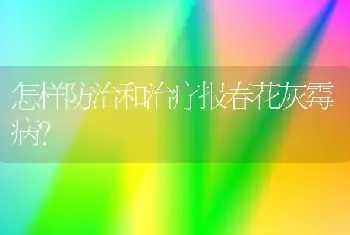 怎样防治和治疗报春花灰霉病？