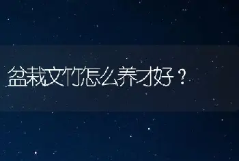 盆栽文竹怎么养才好？