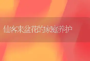 仙客来盆花的家庭养护