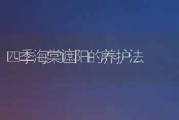 四季海棠遮阳的养护法