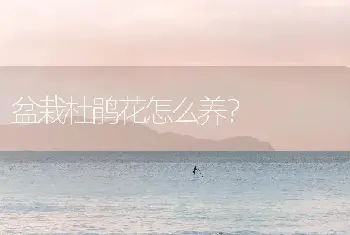 盆栽杜鹃花怎么养？