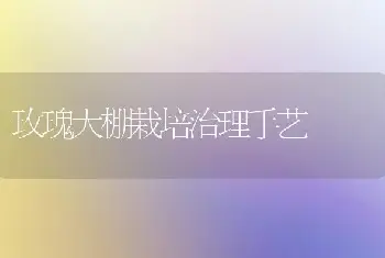 玫瑰大棚栽培治理手艺