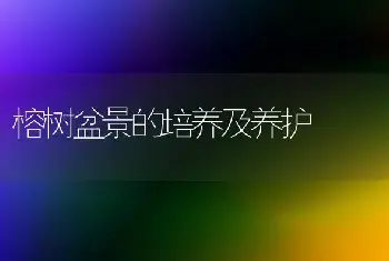 榕树盆景的培养及养护