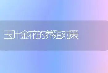 玉叶金花的养殖对策