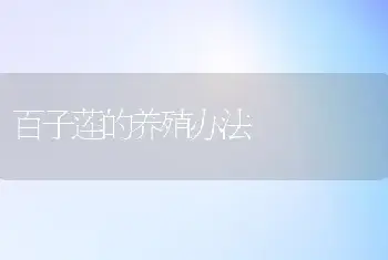 百子莲的养殖办法