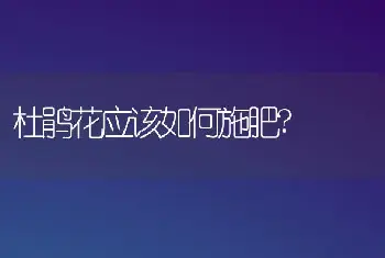 杜鹃花应该如何施肥?