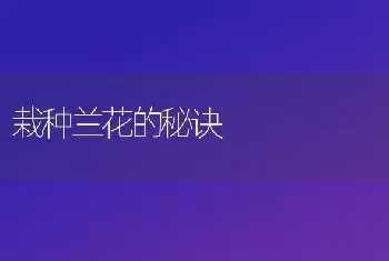 国兰茎顶组织培养技术