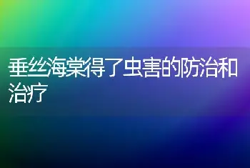 垂丝海棠得了虫害的防治和治疗