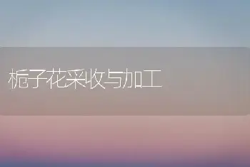 栀子花采收与加工