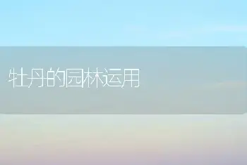 牡丹的园林运用