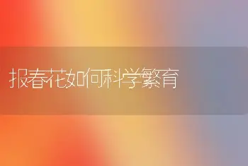 报春花如何科学繁育