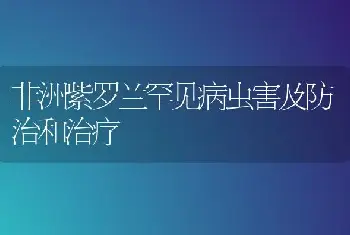 非洲紫罗兰罕见病虫害及防治和治疗