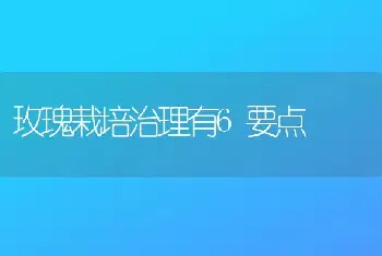 玫瑰栽培治理有6要点