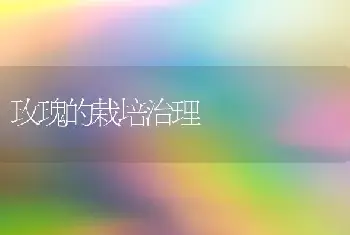 玫瑰的栽培治理