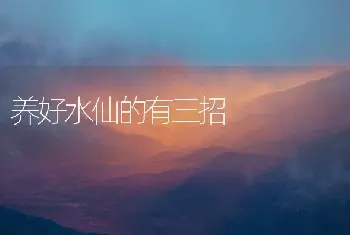 养好水仙的有三招