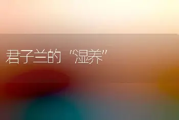 君子兰的“湿养”