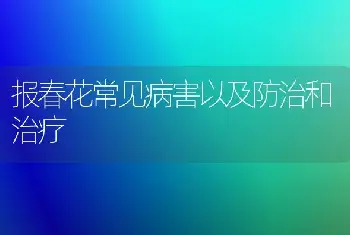 报春花常见病害以及防治和治疗