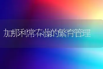 加那利常春藤的繁育管理