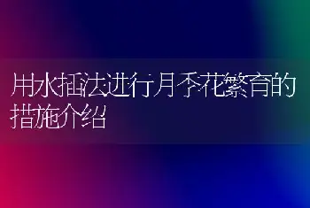 用水插法进行月季花繁育的措施介绍