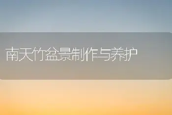 南天竹盆景制作与养护