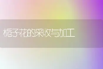 栀子花的采收与加工