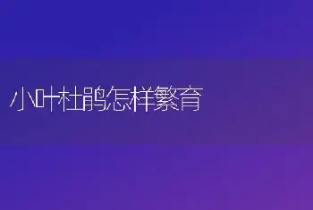 小叶杜鹃怎样繁育