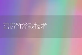 富贵竹盆栽技术