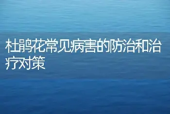 杜鹃花常见病害的防治和治疗对策