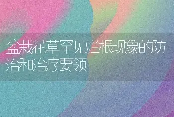 盆栽花草罕见烂根现象的防治和治疗要领