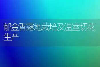 郁金香露地栽培及温室切花生产