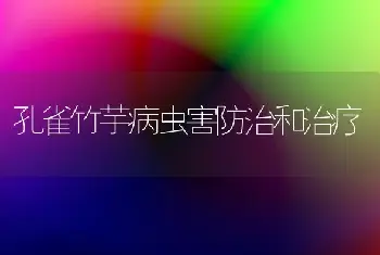 孔雀竹芋病虫害防治和治疗